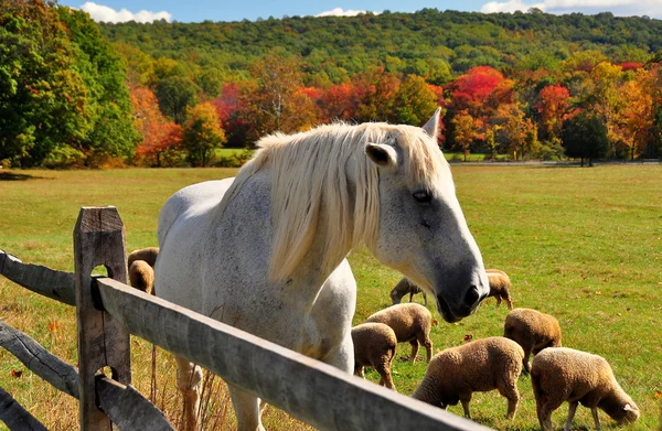 Hopewell ugnen, Pennsylvania: Betande häst och får Royaltyfria Stockbilder