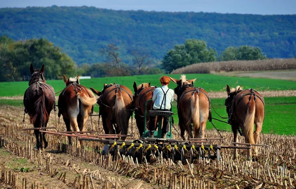 Contea di Lancaster, Pennsylvania: Amish Youth Plowing Field — Foto Stock