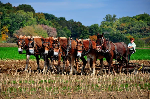 Contea di Lancaster, Pennsylvania: Amish Farmer with Donkeys — Foto Stock