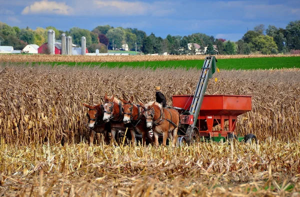 Lancaster County, Pennsylvania: Amish çiftçi — Stok fotoğraf