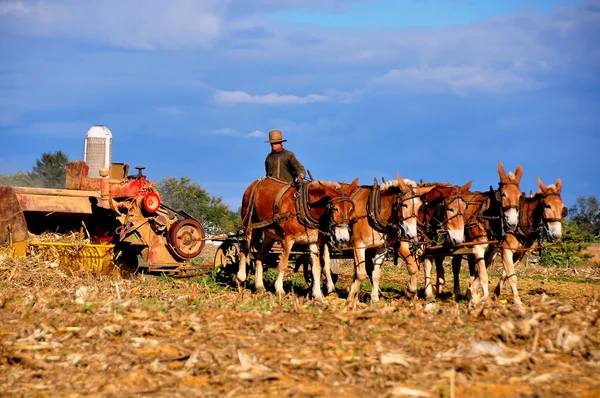 Округ Ланкастер, Пенсильвания: Амиши фермер Threshing кукурузы — стоковое фото