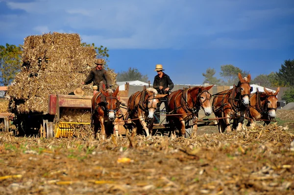 Lancaster County, Pennsylvania: Amish Farmer met ezels — Stockfoto