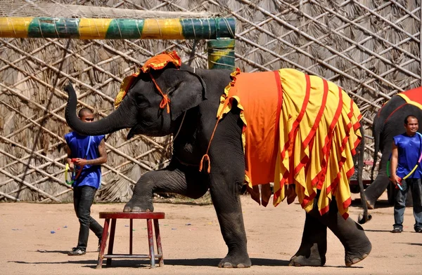 Pattaya, Tailândia: Elephant Show no Nong Nooch Gardens — Fotografia de Stock