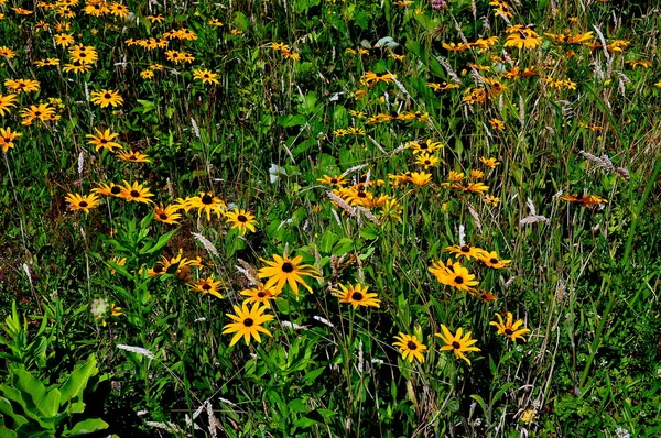 黒スーザン花のブリュー スター、マサチューセッツ州: フィールド — ストック写真