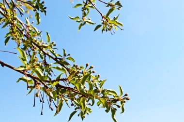 Mavi arka planda güzel taze yapraklar. bahar