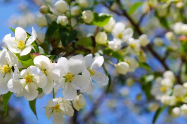 Çiçek açan elma ağacı. Bahar. Beyaz çiçek