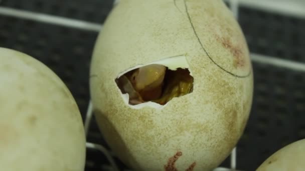 Yumurtadan çıkan bir kaz. Yumurtalar çatlakları gösteriyor. Yumurtalar çatlıyor. — Stok video