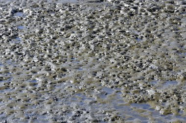 Paraty yengeç burrows