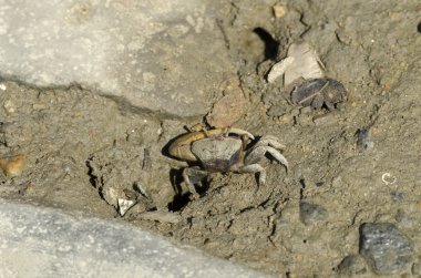 Paraty içinde yengeç