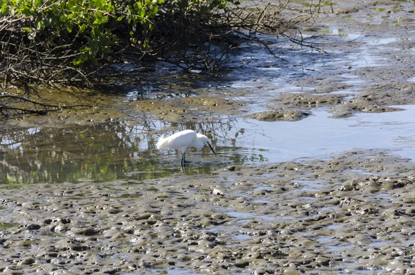 Reiher im Paradies — Stockfoto