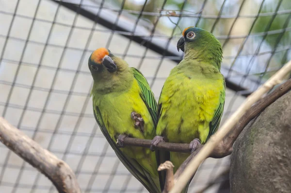 Ara w do Iguaçu — Zdjęcie stockowe