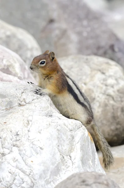 Ardilla ardilla en Canadá — Foto de Stock