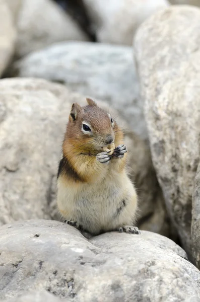 Streifenhörnchen in Kanada — Stockfoto