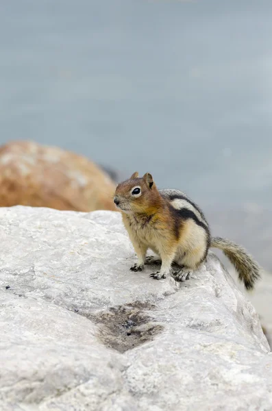 Streifenhörnchen in Kanada — Stockfoto