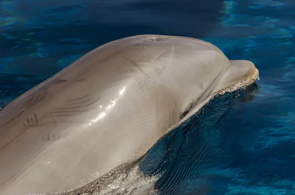 Delfín en la superficie — Foto de Stock