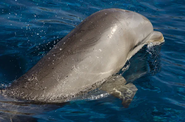 Dolphin na powierzchni — Zdjęcie stockowe