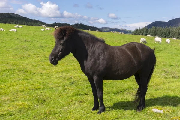 Cavalo e ovelha em Noruega — Fotografia de Stock