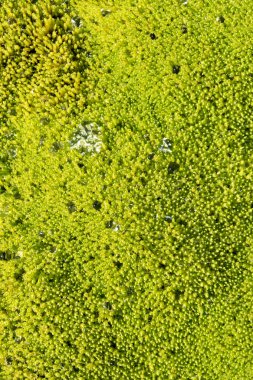 cluseup yosun Norveç'te