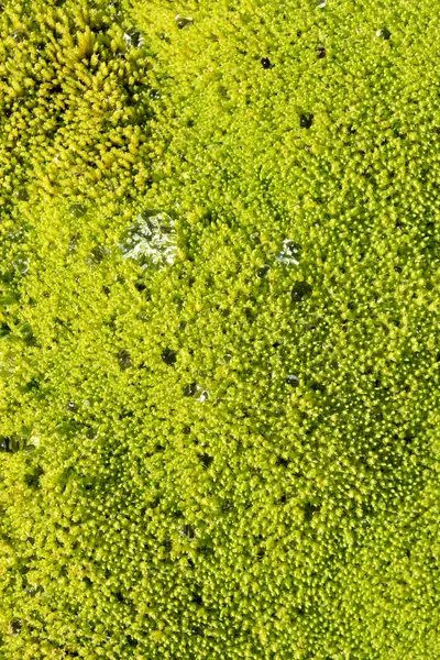 Cluseup мох у Норвегію — стокове фото