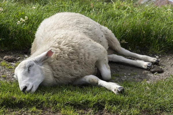 ノルウェーで眠っている羊 — ストック写真