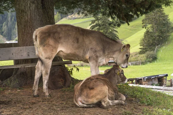 Vacas Trentino Alto Adige Italia — Fotografia de Stock