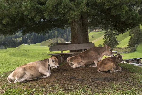 Vacas Trentino Alto Adige Italia — Fotografia de Stock