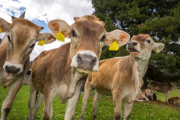 Vaca Braies Trentino Alto Adigio Italia —  Fotos de Stock