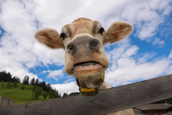 意大利Trentino Alto Adige Braies的奶牛 — 图库照片