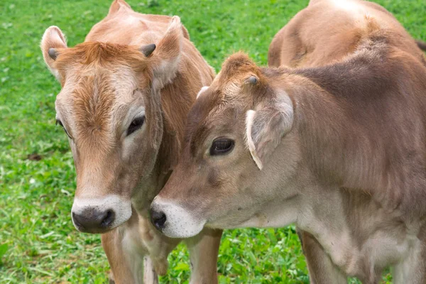 Vacas Trentino Alto Adige Italia — Fotografia de Stock