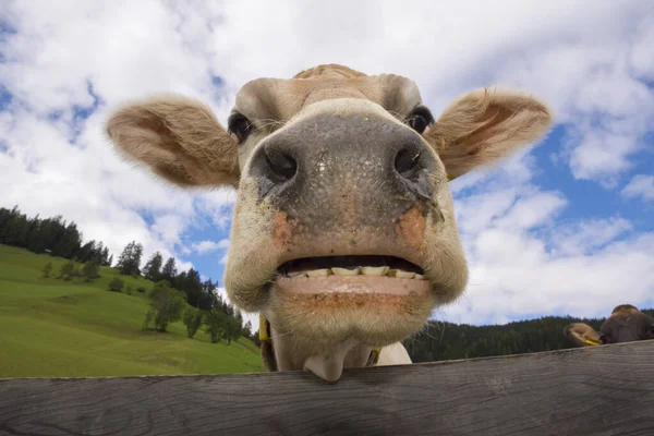 Vache Braies Dans Trentin Haut Adige Italie — Photo