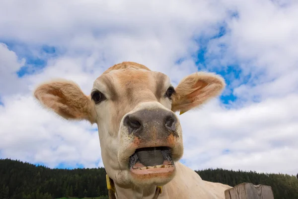 Vache Braies Dans Trentin Haut Adige Italie — Photo