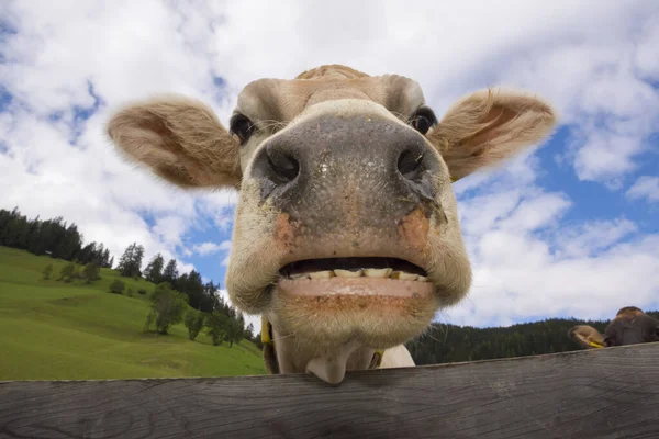 Cow Braies Trentino Alto Adige Italy Stock Photo
