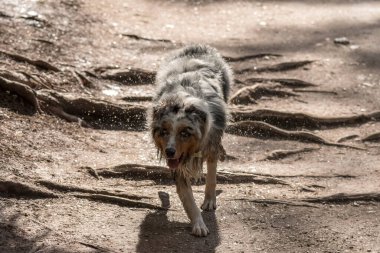 Avustralyalı çoban köpeği İtalya 'da Trentino Alto Adige' deki Braies gölünün kıyısında koşar.