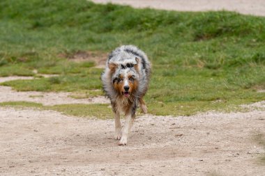 Avustralyalı çoban köpeği İtalya 'da Trentino Alto Adige' deki Braies gölünün kıyısında koşar.