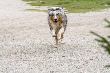 Avustralyalı çoban köpeği İtalya 'da Trentino Alto Adige' deki Braies gölünün kıyısında koşar.