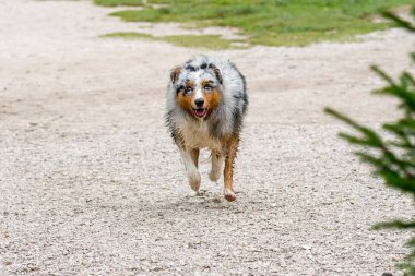 Avustralyalı çoban köpeği İtalya 'da Trentino Alto Adige' deki Braies gölünün kıyısında koşar.