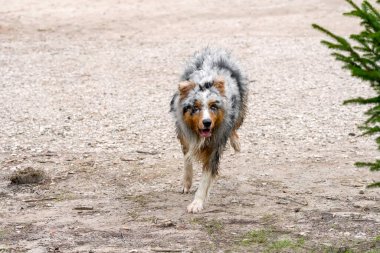 Avustralyalı çoban köpeği İtalya 'da Trentino Alto Adige' deki Braies gölünün kıyısında koşar.