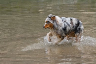Avustralyalı çoban köpeği İtalya 'da Trentino Alto Adige' deki Braies gölünün kıyısında koşar.
