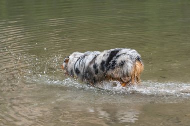 Avustralyalı çoban köpeği İtalya 'da Trentino Alto Adige' deki Braies gölünün kıyısında koşar.