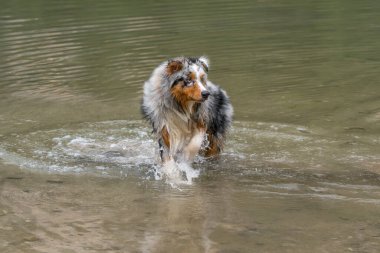 Avustralyalı çoban köpeği İtalya 'da Trentino Alto Adige' deki Braies gölünün kıyısında koşar.