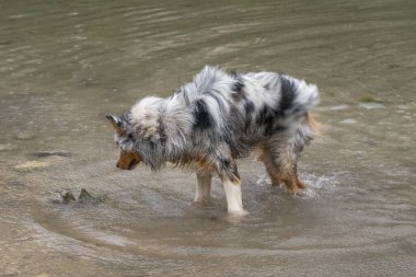 Avustralyalı çoban köpeği İtalya 'da Trentino Alto Adige' deki Braies gölünün kıyısında koşar.