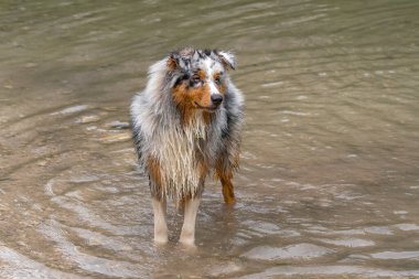 Avustralyalı çoban köpeği İtalya 'da Trentino Alto Adige' deki Braies gölünün kıyısında koşar.