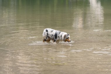 Avustralyalı çoban köpeği İtalya 'da Trentino Alto Adige' deki Braies gölünün kıyısında koşar.