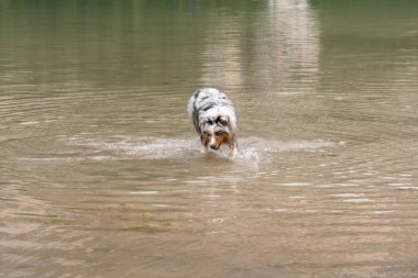 Avustralyalı çoban köpeği İtalya 'da Trentino Alto Adige' deki Braies gölünün kıyısında koşar.