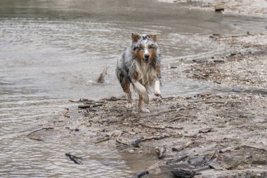 Avustralyalı çoban köpeği İtalya 'da Trentino Alto Adige' deki Braies gölünün kıyısında koşar.