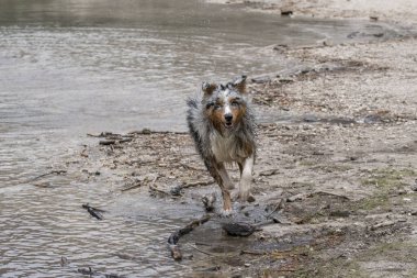 Avustralyalı çoban köpeği İtalya 'da Trentino Alto Adige' deki Braies gölünün kıyısında koşar.