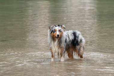 Avustralyalı çoban köpeği İtalya 'da Trentino Alto Adige' deki Braies gölünün kıyısında koşar.
