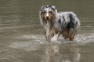 Avustralyalı çoban köpeği İtalya 'da Trentino Alto Adige' deki Braies gölünün kıyısında koşar.