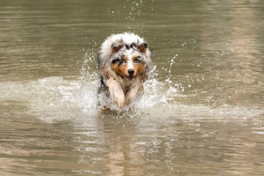 Avustralyalı çoban köpeği İtalya 'da Trentino Alto Adige' deki Braies gölünün kıyısında koşar.