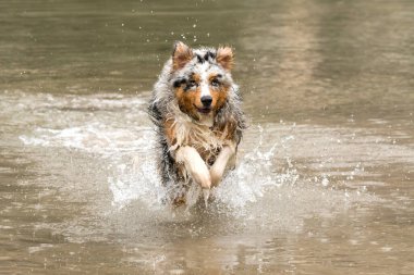 Avustralyalı çoban köpeği İtalya 'da Trentino Alto Adige' deki Braies gölünün kıyısında koşar.